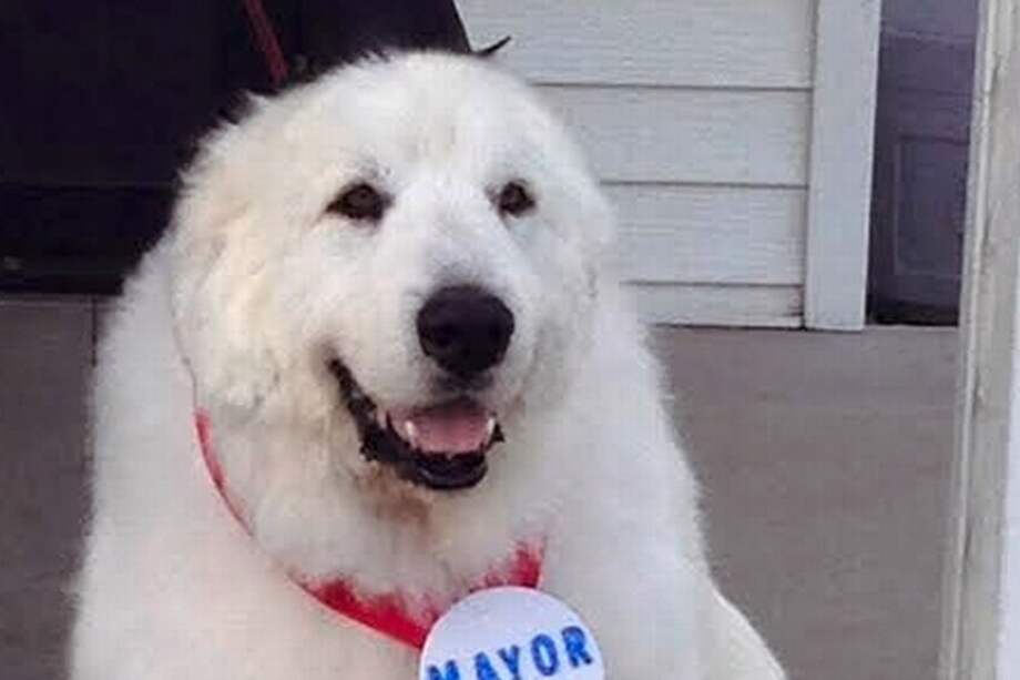 Escogen a un perro como alcalde en pueblo de Estados Unidos