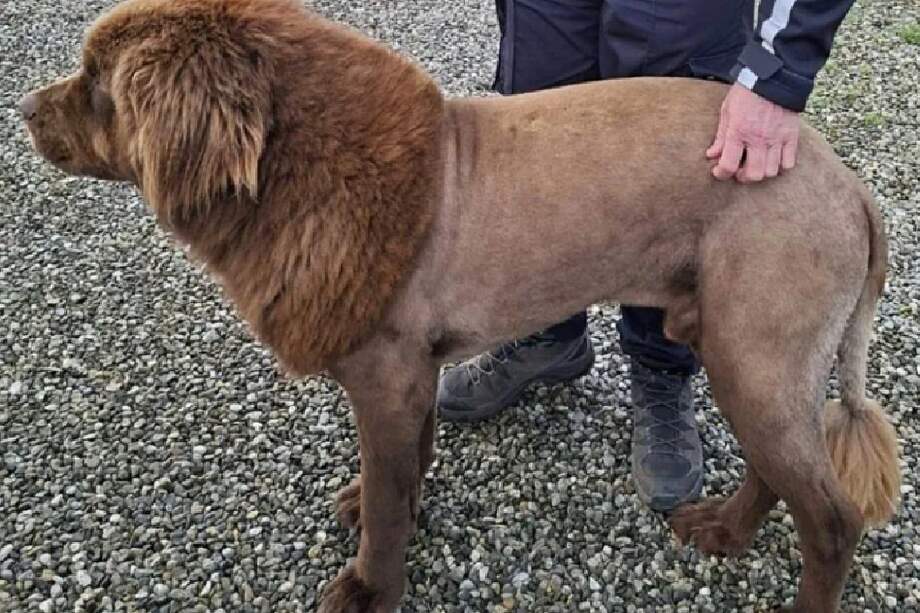 Pese a que el caso se cerró rápidamente, el incidente generó reflexión entre los defensores del bienestar animal.