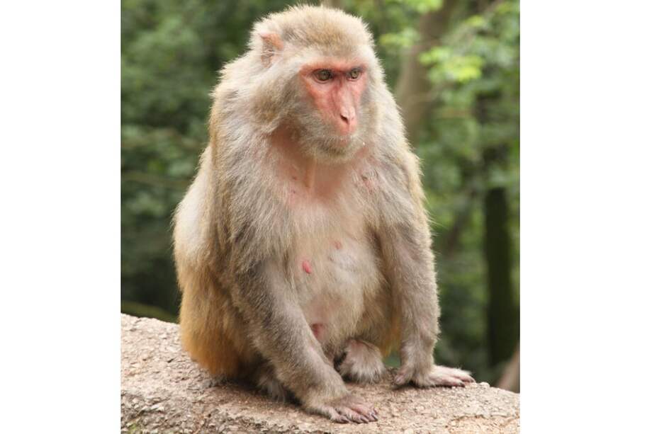 Monos Rhesus, una especie de primate.