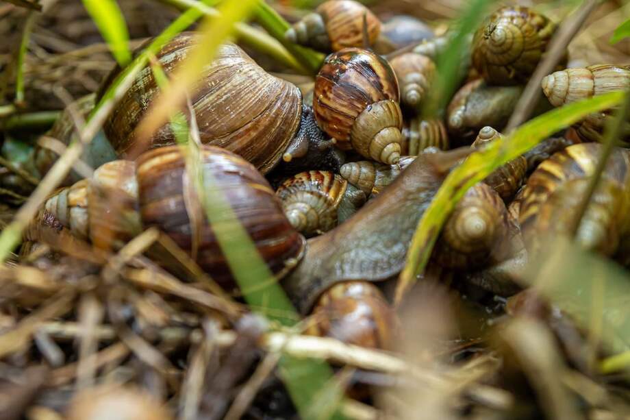 Estos son algunos de los caracoles africanos encontrados.