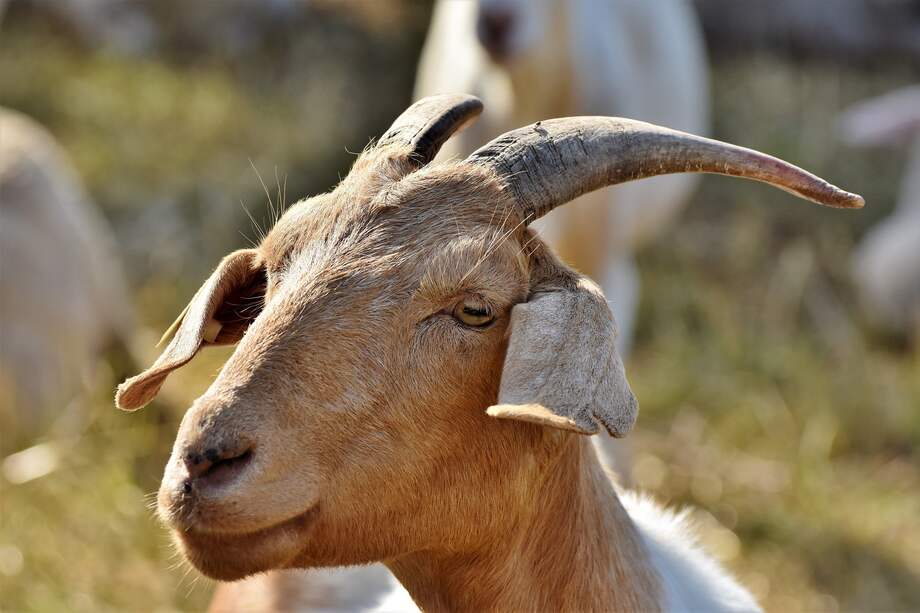 El Instituto Colombiano Agropecuario confirmó que en La Guajira, actualmente, no existen casos confirmados de encefalitis equina venezolana o carbón bacteridiano.