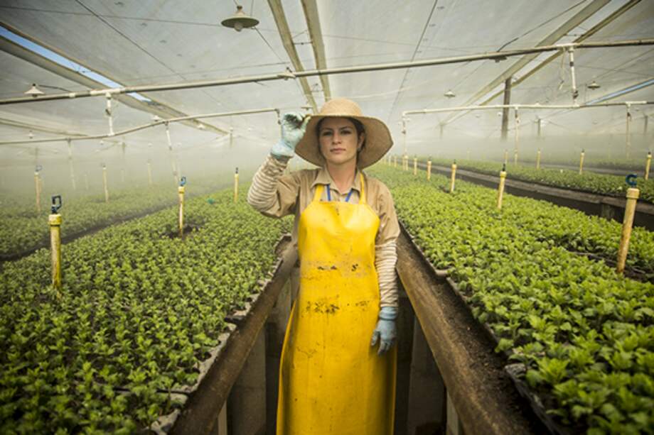 Cultivo de flores en Antioquia