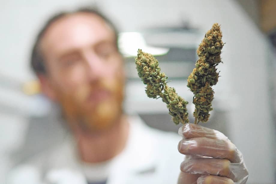 En Colombia ya se aprobaron cuatro licencias para producir marihuana medicinal. / Cristian Garavito