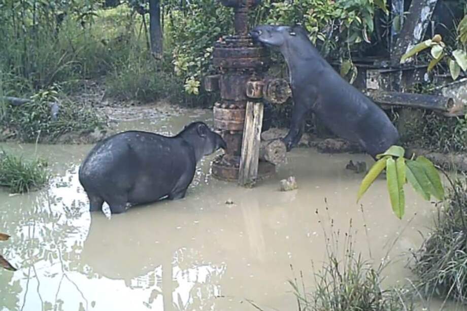 Animales salvajes en una zona contaminada.
/ UAB- Agencia Sinc