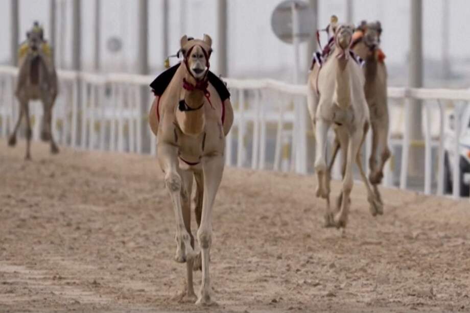 El país sede de la Copa Mundial de Fútbol, que arranca el próximo domingo, no era conocido por ser un escenario futbolero. Eventos como las competencias de velocidad entre los camélidos tienen mayor arraigo en su población.