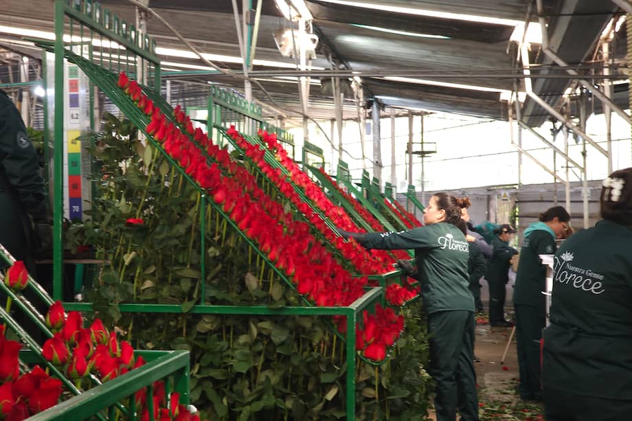 La producción de flores frescas cortadas en Colombia se concentra entre enero y febrero. Solo en ese periodo se concentra aproximadamente el 20% del volumen anual.