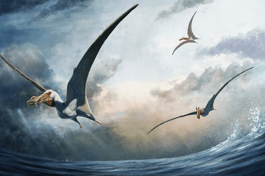 Impresión artística de Haliskia peterseni
GABRIEL UGUETO.
12/6/2024