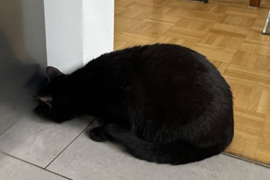 Tras aproximadamente tres horas de intentos, en las que fue necesario mover muebles y guiar al roedor hacia la salida, la dueña logró atraparlo con una cortina.