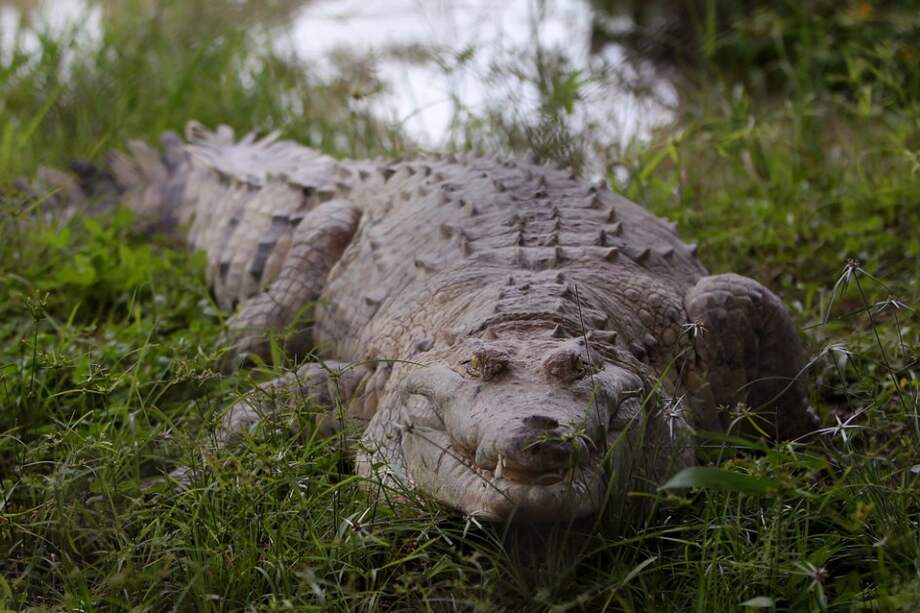 El caimán llanero era de las especies más cotizadas en los mercados europeos, estadounidenses y japoneses de marroquinería.