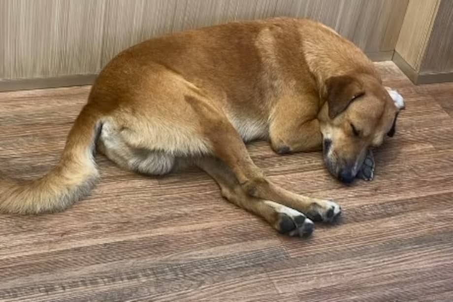 El perrito llegó herido a Jadelci Shop y recibió atención veterinaria tras ser encontrado en las calles de Machala, Ecuador.