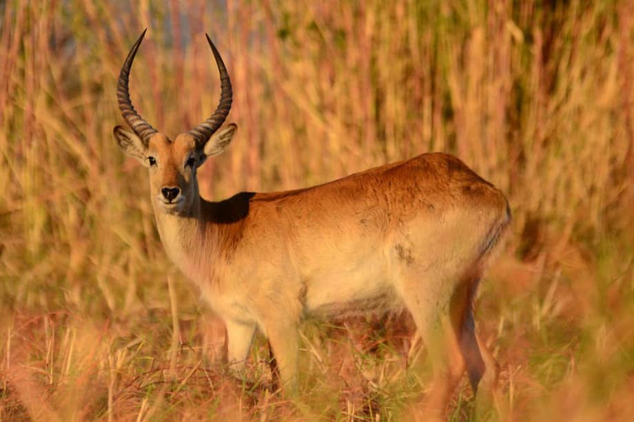 Antílope africano. / Tomada de Pixabay/Referencia