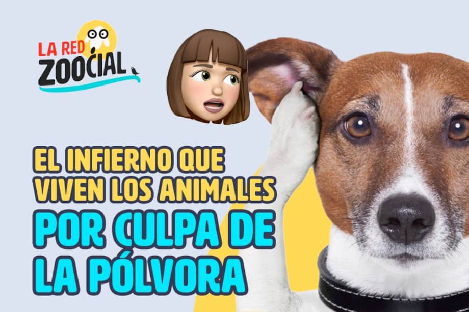 Las mascotas pueden enfermarse por la pólvora; hay casos de infartos.
