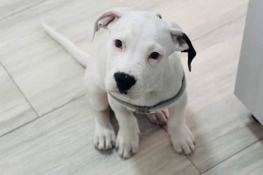 Bauzi necesita vacunas, desparasitación y alimentación especial mientras encuentra hogar.