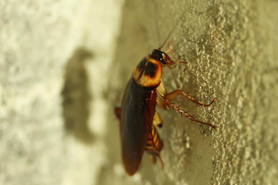 Mercado de insectos en China. / Flickr / Alex Keshavjee / Licencia Creative Commons
