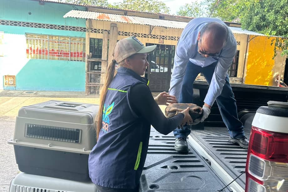 En total, 24 tortugas y otros animales fueron ayudados por la mujer y la autoridad ambiental.