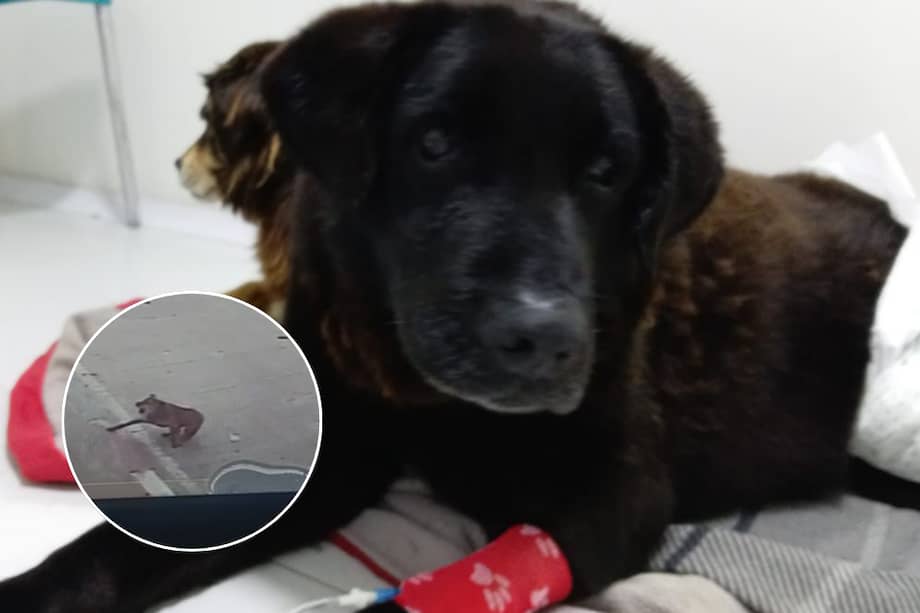 Olafo espera atención médica en la veterinaria Vipet. Allí también están resguardando a Magola, su hermana.