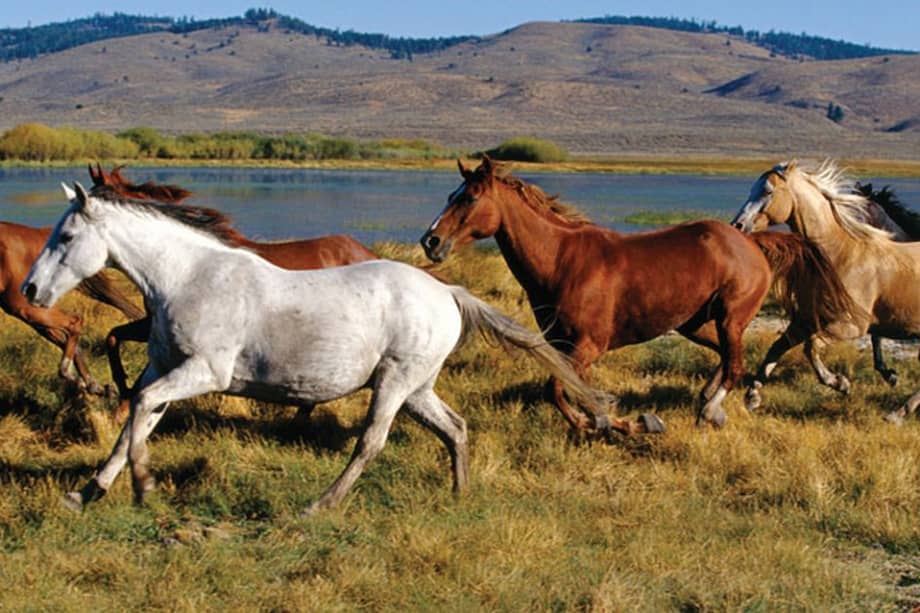 Decenas de miles de caballos salvajes plantean un dilema en Estados Unidos