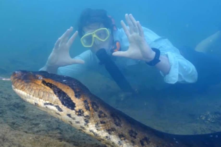 Este individuo hace parte de una nueva especie de anaconda descubierta a principios de marzo por un grupo de científicos buscaba confirmar informaciones de comunidades indígenas que reportaban anacondas de más de siete metros de largo y de más de 500 kilogramos.