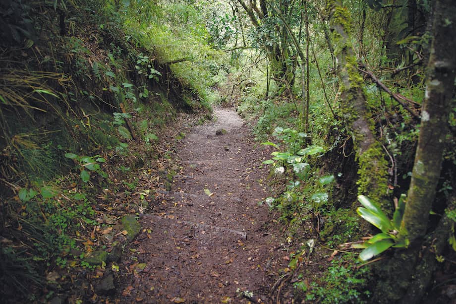 Entre los ecosistemas que tiene el mapa, hay varios tipos de bosque Andino.