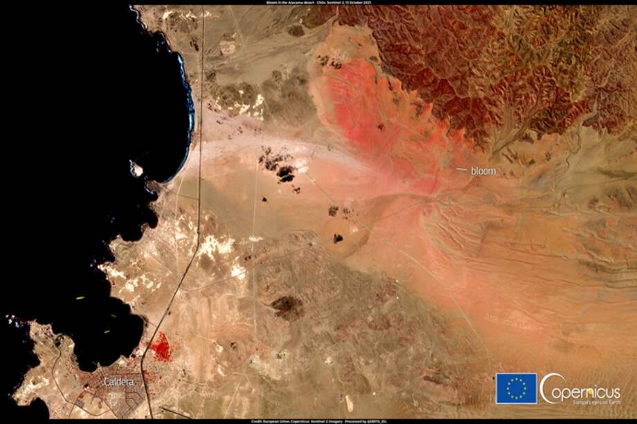 Fenómeno de "desierto floreado" que tuvo lugar en Calderas, al norte de Chile, a finales del año pasado, visto desde el espacio.