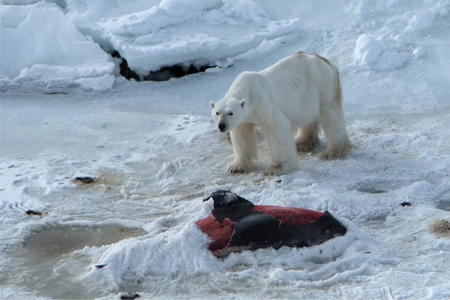 Oso polar alimentándose de un delfin. Ftografía tomada en un pequeño fiordo en Svalbard (Noruega) el 23 de abril de 2014.