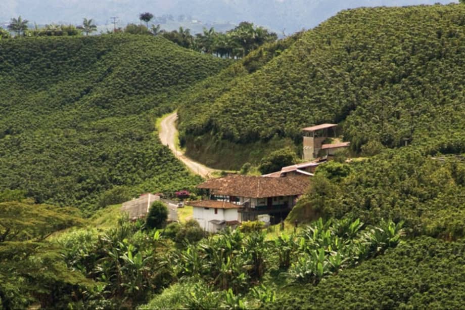 El Paisaje Cultural Cafetero (Caldas, Quindío y Risaralda) fue declarado en 2011 como patrimonio por la Unesco. / Finca cafetera, Caldas. / Ministerio de Cultura - David Bonilla Abreo.