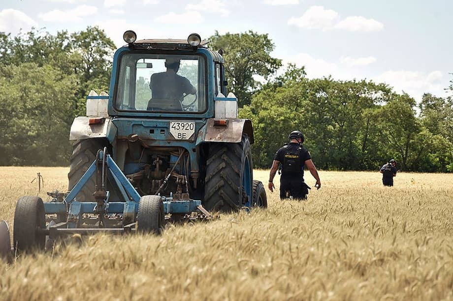 Rescatistas examinando un campo de trigo para detectar objetos explosivos durante trabajos agrícolas en la región de Mykolaiv.