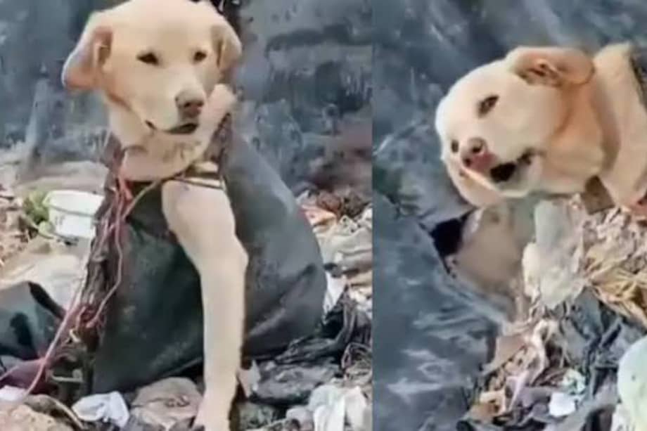 Alerta por grave caso de maltrato animal en relleno sanitario de Ipiales.