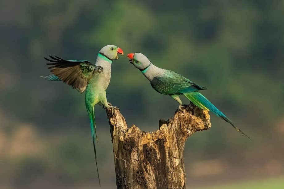 "En medio de un montón de actividades, tuve el privilegio de fotografiar esta imagen desde el escondite de un pájaro. Estos dos están peleando por un tocón que tenía granos de arroz como alimento”, dijo la fotógrafa.