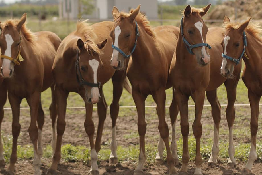 Argentina se transformó en el epicentro mundial de la clonación de caballos, muy por encima de Estados Unidos y Europa.