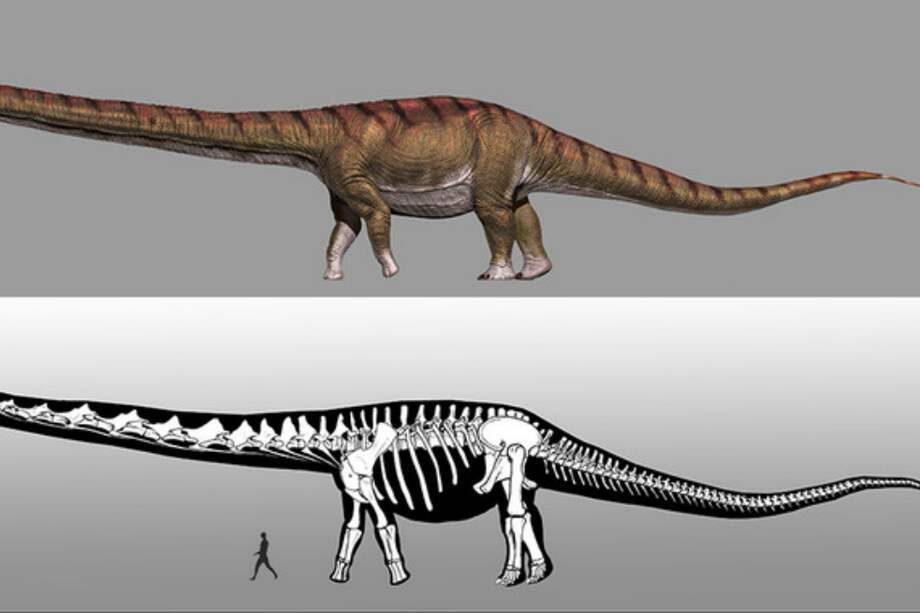 Reconstrucción de Patagotitan mayorum. / Jorge González