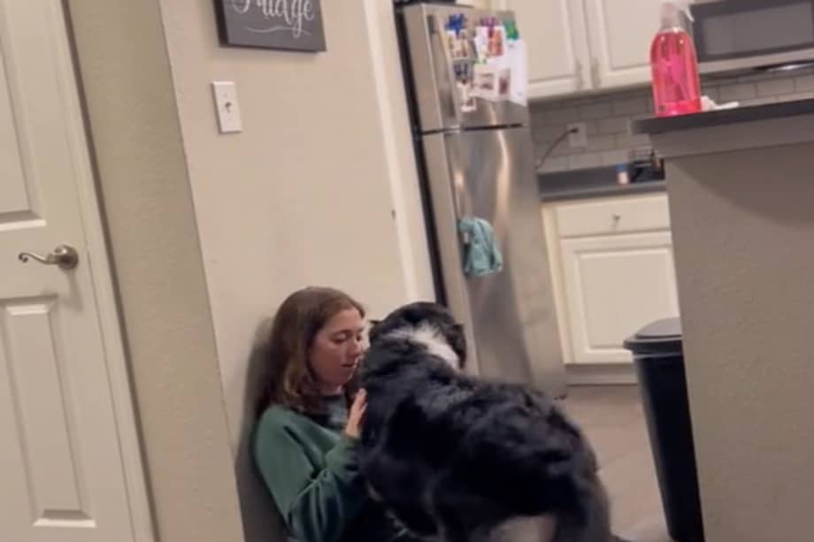 Los animales de asistencia están entrenados para ayudar a las personas con algún trastorno o discapacidad.