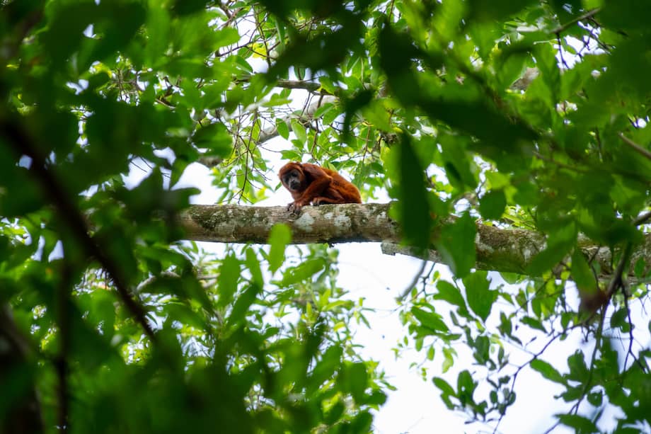 Entre la lista de animales liberados está el mono aullador.