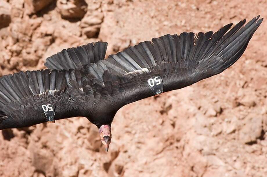 El cóndor californiano ("Gymnogyps californianus") fue una de las especies que ha logrado recuperarse.