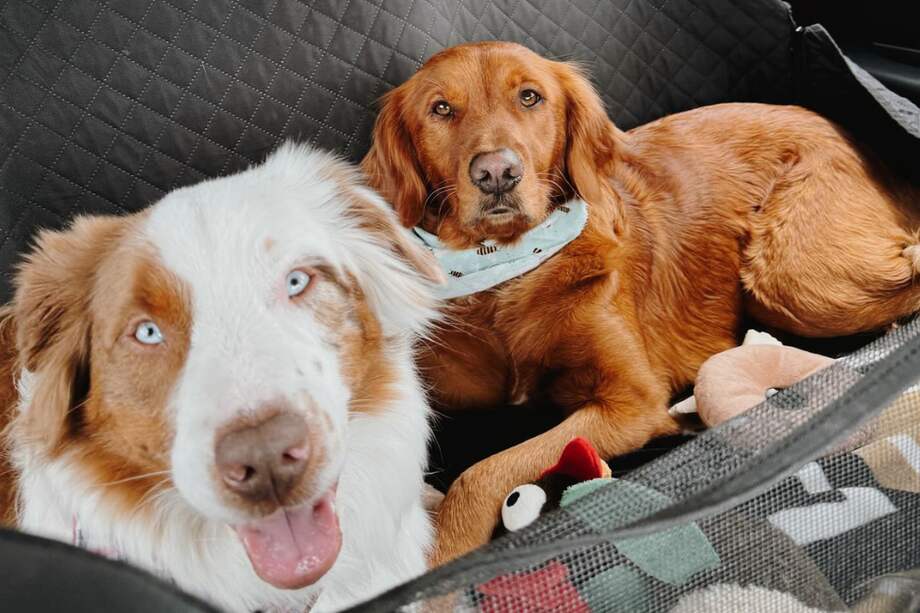 La condición de sordera de Levy es de nacimiento.