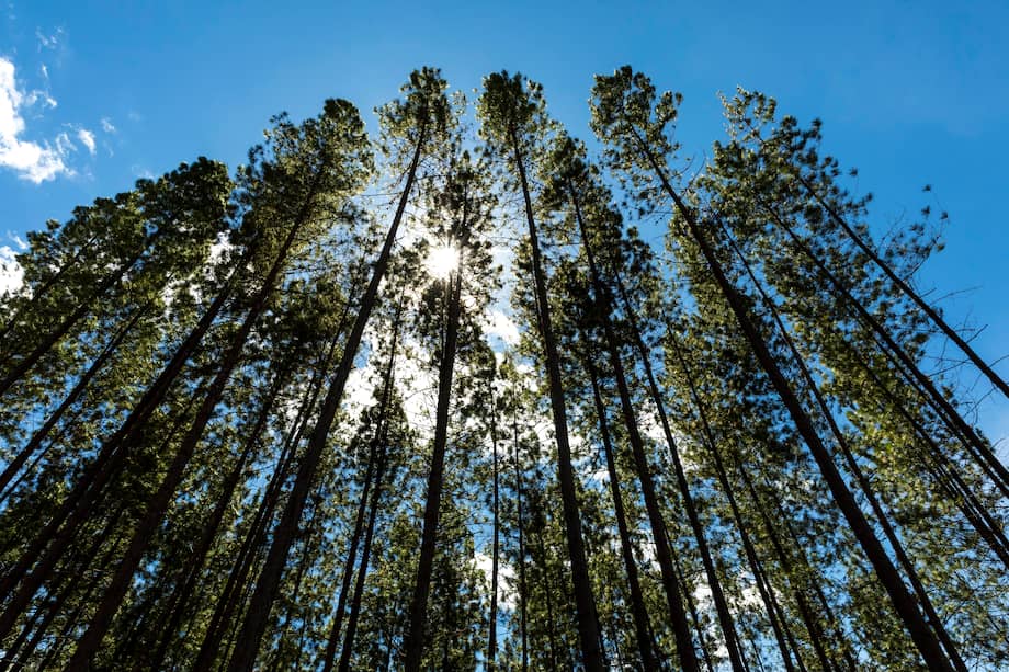 En los últimos cinco años, se deforestaron más de 900 hectáreas.