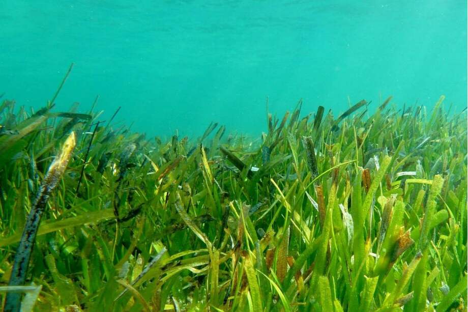 Los pastos marinos de Indonesia hacen parte de la región más biodiversa de todos los océanos del planeta. / RICHARD UNSWORTH