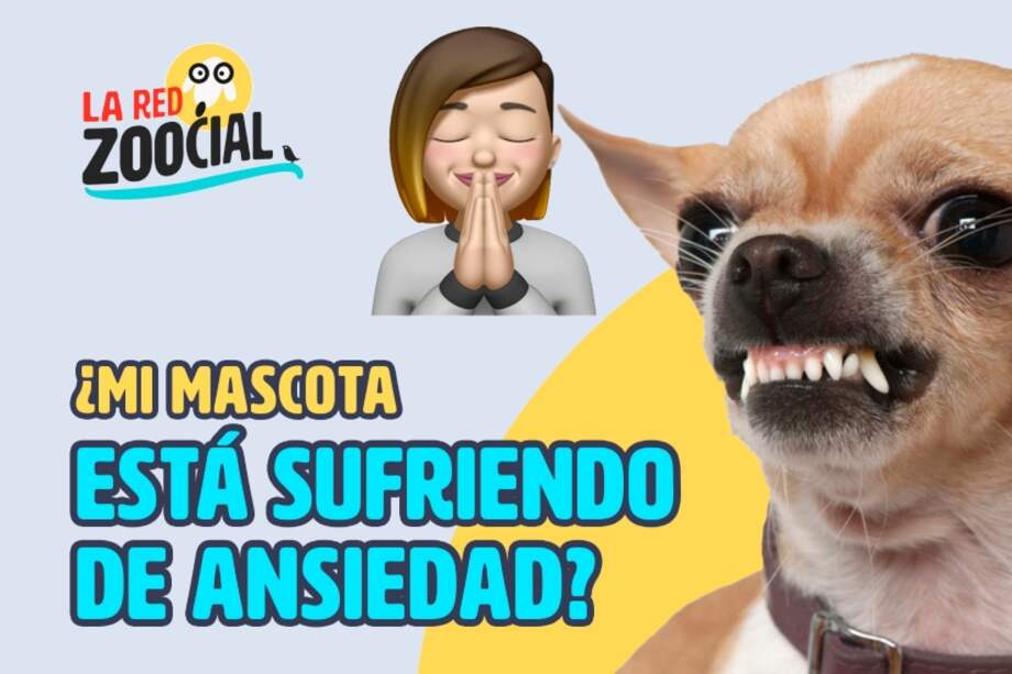 Las mascotas están sufriendo de ansiedad. ¿Por qué?