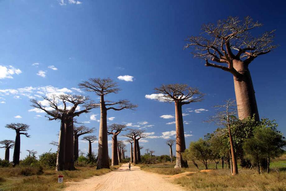 El baobab es el árbol más común en Madagascar. /123rf