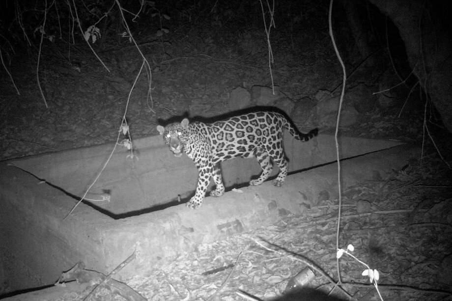 Jaguar (Panthera onca) capturada en cámara trampa en La Guajira. / Fundación Herencia Ambiental Caribe