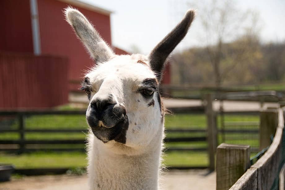 Los anticuerpos de las llamas han demostrado que pueden bloquear el VIH. Flickr/ mrapplegate