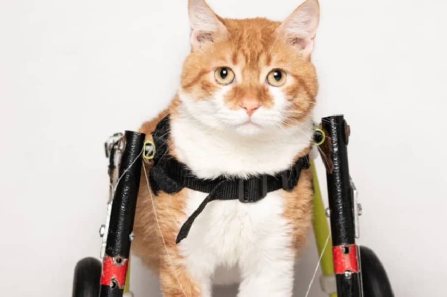 Cintia solo tenía seis meses cuando, en su intento por alimentar a sus hijos, un humano la golpeó.