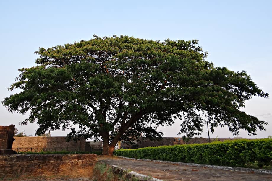 Imagen de referencia de un samán.