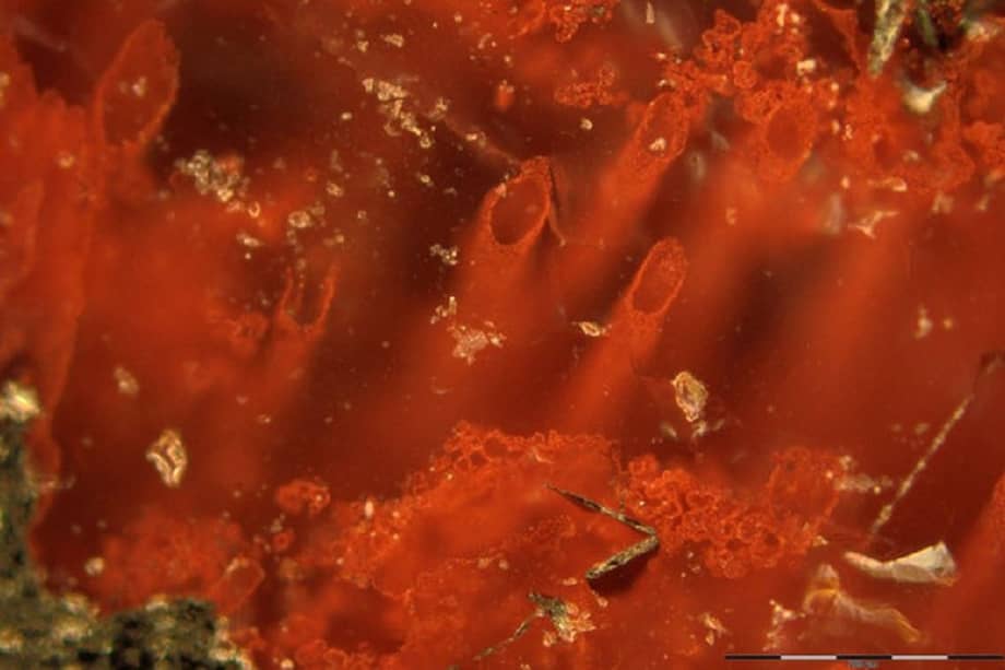 Tubos de hematites hallados en los depósitos de las fuentes hidrotermales que representan los microfósiles más antiguos de la Tierra. / Matthew Dodd