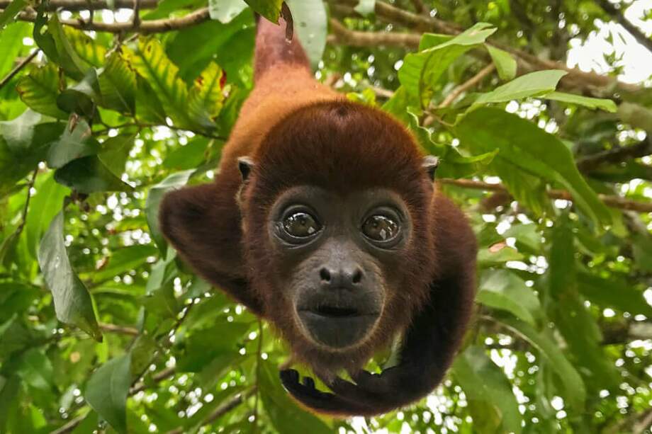 Un mono aullador en la Sierra de la Macarena es la imagen que representa a América Latina en la campaña #ShotOniPhone . / @andres_mayr