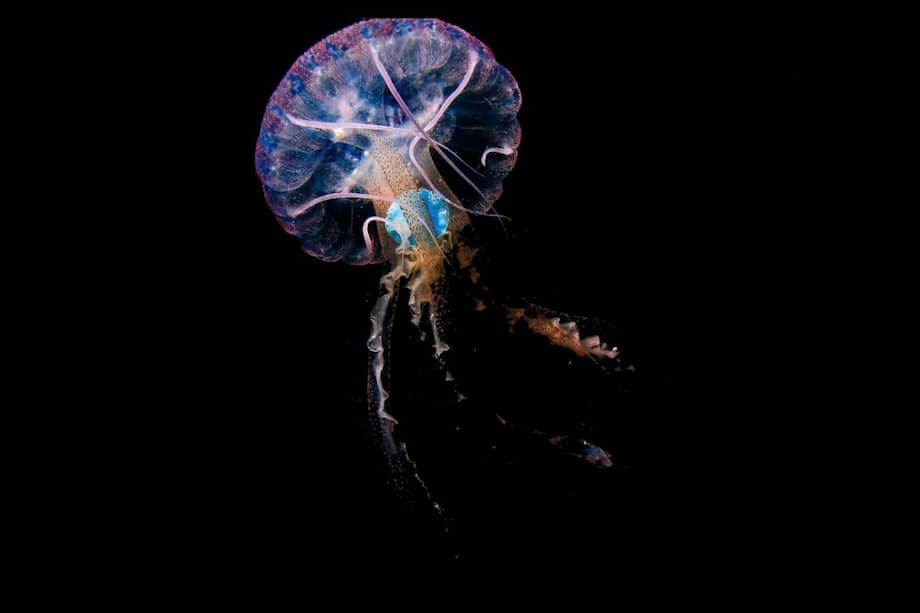 Una medusa "Pelagia noctiluca" con un plástico azul en su interior, tomada en mayo de 2020 en aguas de Sardina del Norte, Gran Canaria.