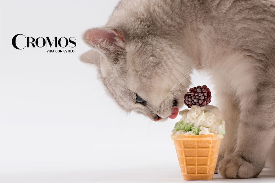 Evita darle helado, chocolate y leche a tus gatos. Podrían desencadenar enfermedades graves.