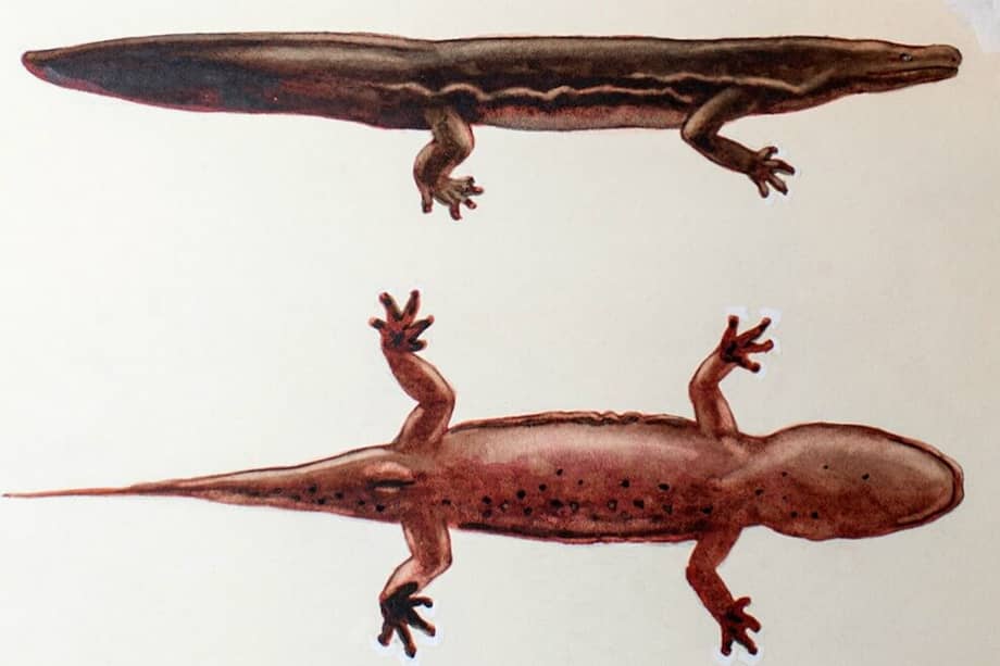 Pintura de la salamandra "Andrias sligoi", clasificada como el anfibio más grande del mundo. / Tomado de Ecology Evolution - Sociedad Zoológica de Londres