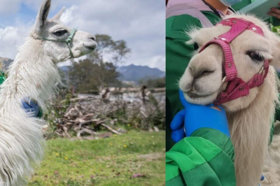 Luna, la llama que fue rescatada del centro de la ciudad, se encuentra en recuperación.