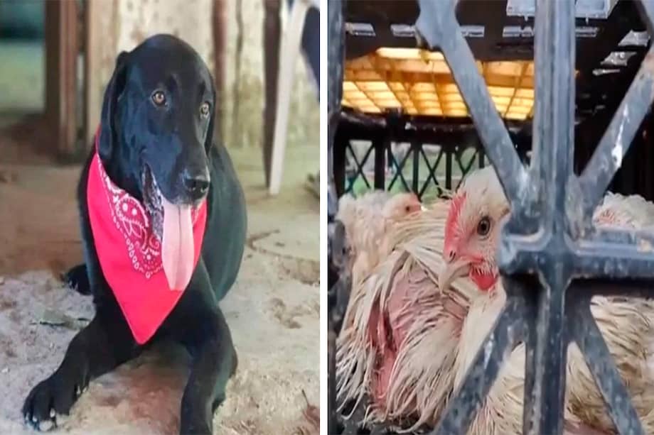 Se espera que al finalizar el año en Colombia ya haya una política de protección para animales domésticos y silvestres.